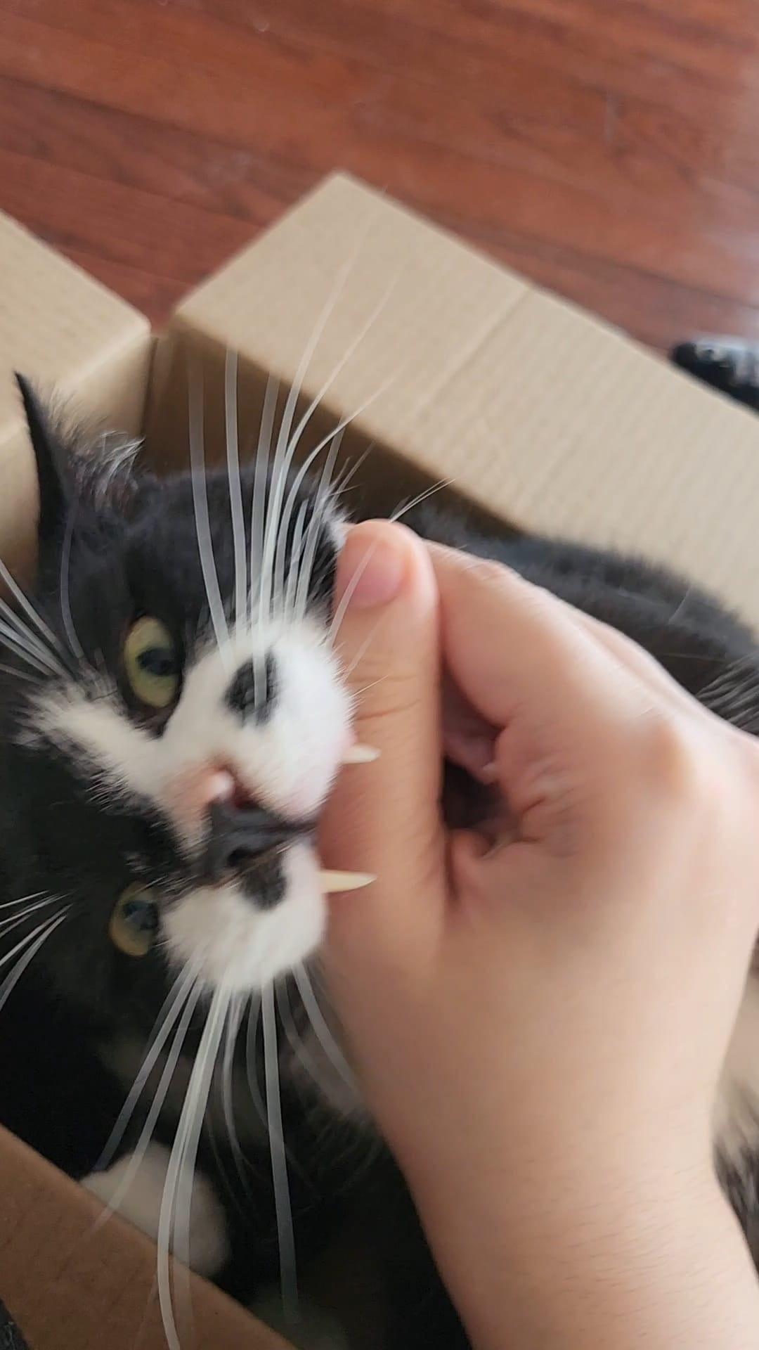 Milo being evil