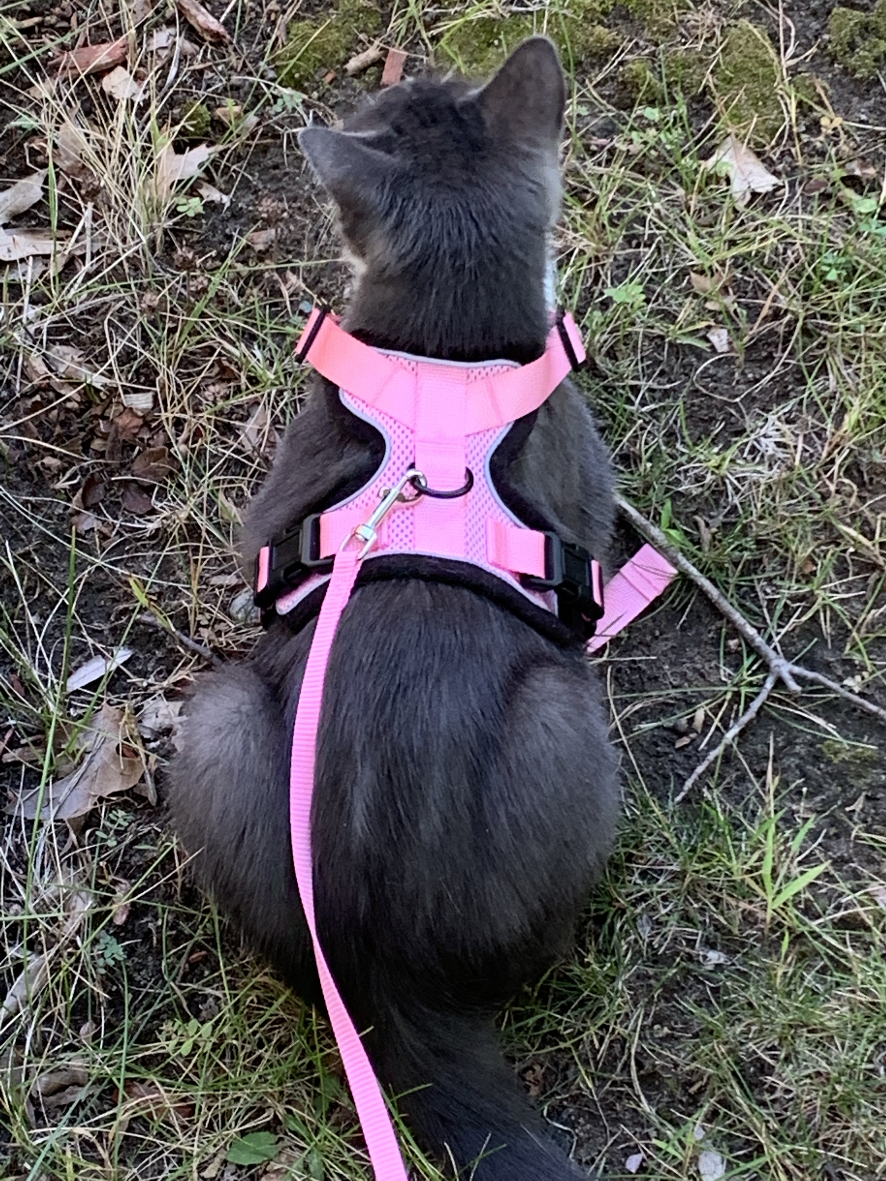 Nomu in her harness
