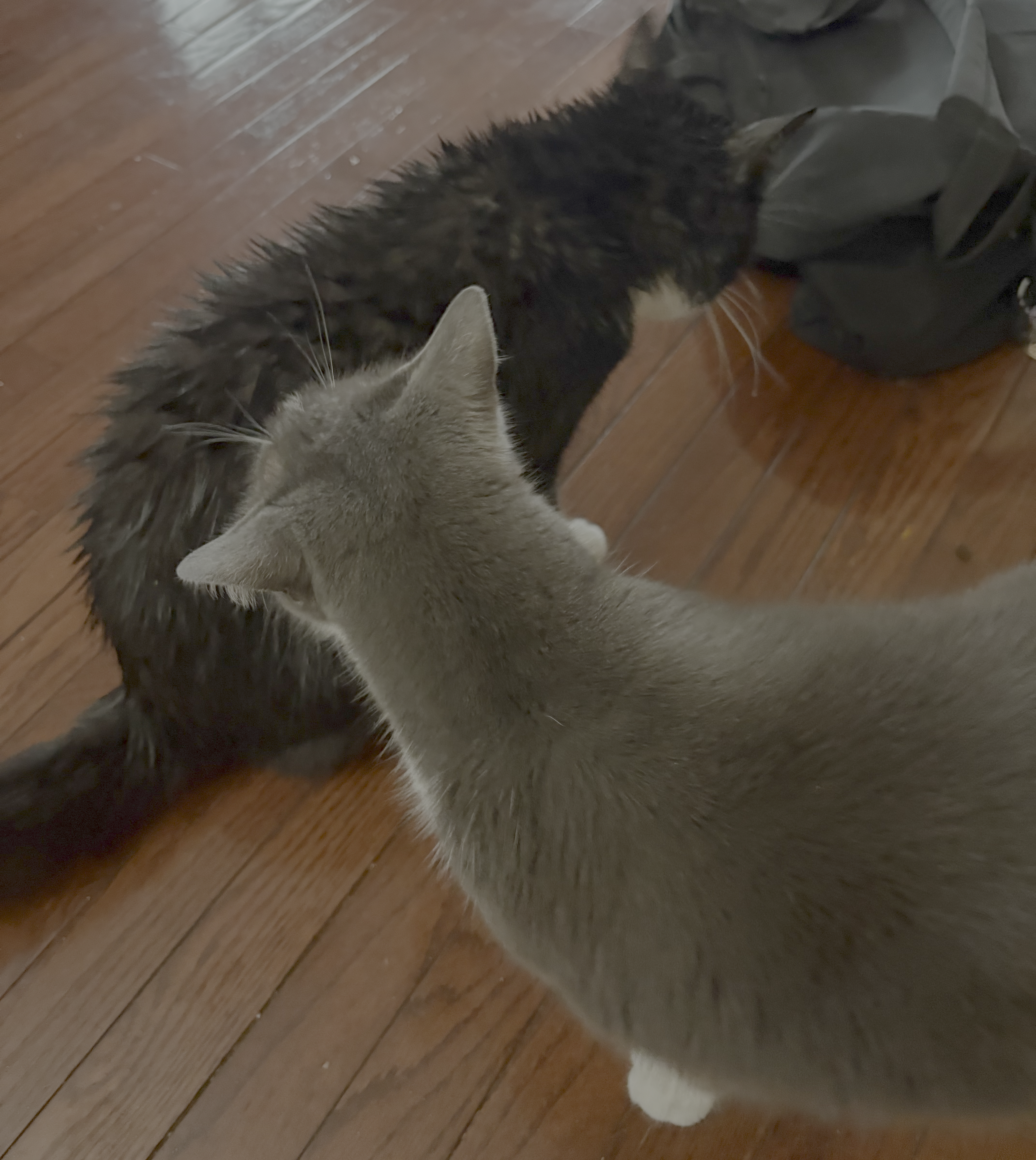 Nomu and Milo together